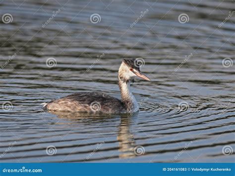 Great Crested Grebe in Winter Plumage. Stock Image - Image of birding, plumage: 204161083