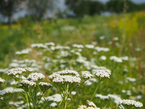 Eb Ek Obecn Plantanaturalis