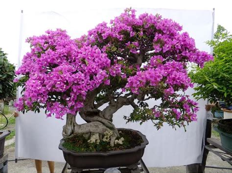 Bonsai Bougainvillea 1 Youtube