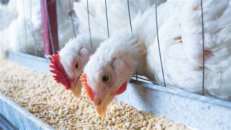 Que Mangent Les Poules Focus Sur L Alimentation Des Poules Pondeuses