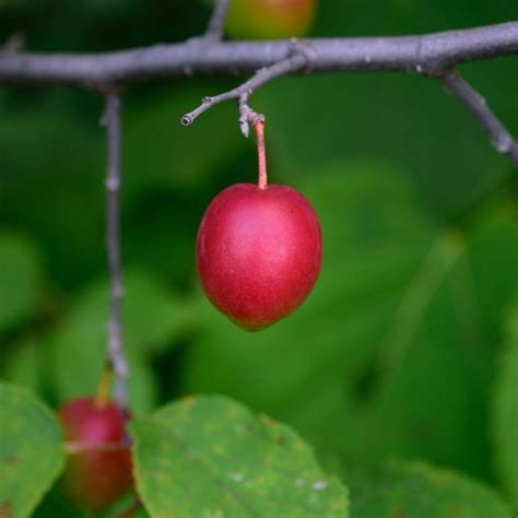 Edible Native Plants for sale at Direct Native Plants