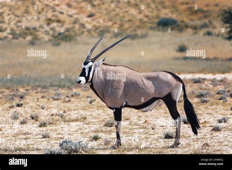 baby  common african antelope gemsbok oryx gazella  kalahari