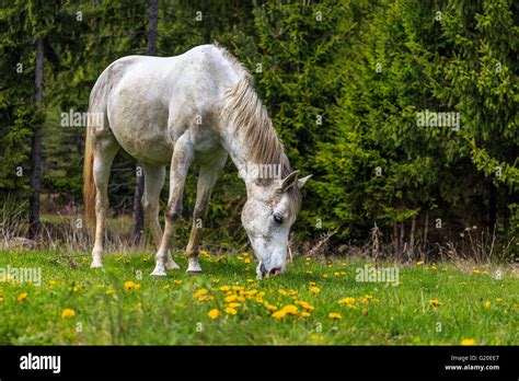 White horse in the forest Stock Photo - Alamy