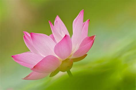 Lotus Flower Closeup Pink Color Hd Wallpaper Rare Gallery