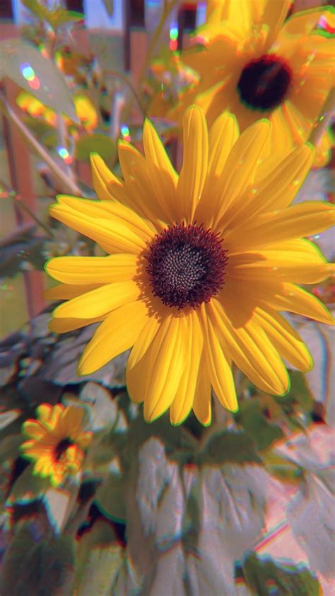 Cute sunflower wallpaper | Sunflower wallpaper, Wallpaper, Plants