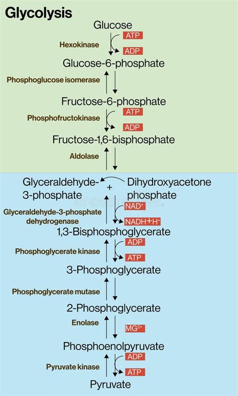 Simple Glycolysis Process Diagram