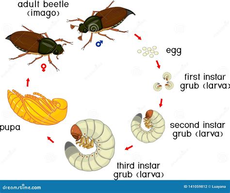 Life Cycle Of Cockchafer. Sequence Of Stages Of Development Of ...