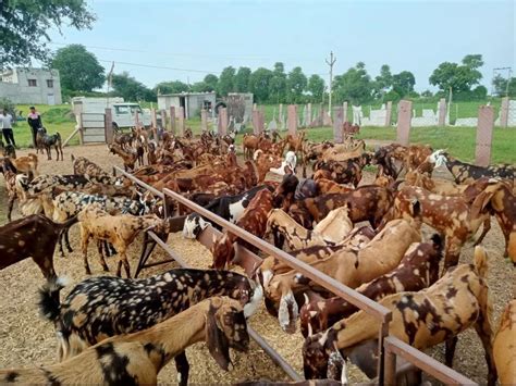 Sirohi Female Goat At Rs 230kg Sirohi Goat In Nagaur Id 26538316191