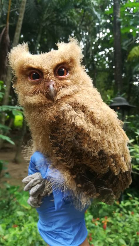 Philippine Scops Owl: LOOK: An endemic juvenile Philippine Scops Owl was rescued outside ...