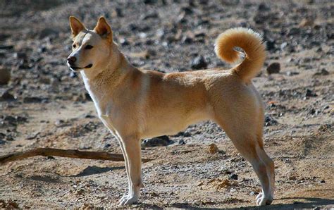 Canaan Dog Dog Breed Information And Facts Pictures Pets Feed