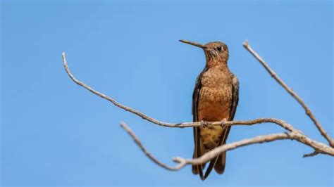 The Giant Hummingbird Subspecies Patagona Gigas