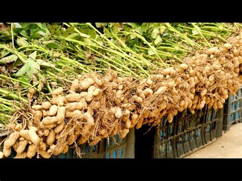 How To Grow Peanuts At Home With Many Tubers And High Yield YouTube