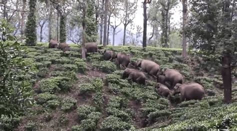 IAS Supriya Sahu Shares Mesmerizing Footage of Elephants' Annual Migration