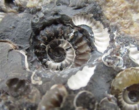 AMMONITES IN A SEPTARIA - JURASSIC SOMERSET