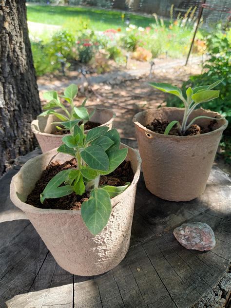 Sacred Datura Seeds (datura metel) - from the Mother Plant — Elysian ...