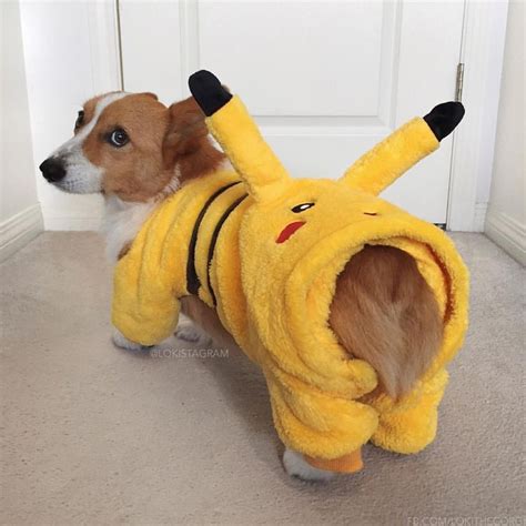 Corgi Costume - Adorable Pet Costumes for Dogs and Puppies