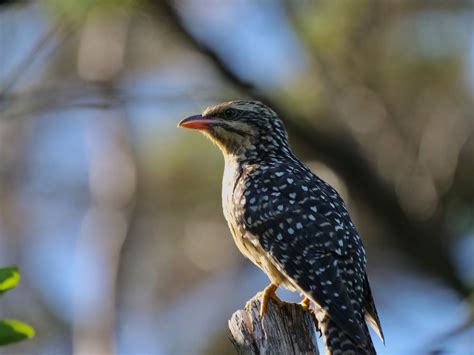 Cotw The Koekoeā Or Long Tailed Cuckoo A Gallery From Afternoons