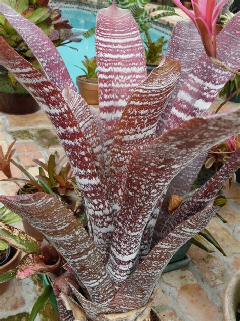 Hohenbergia Correia Araujoi Fudge Ripple Bromeliad One Tropical Plant