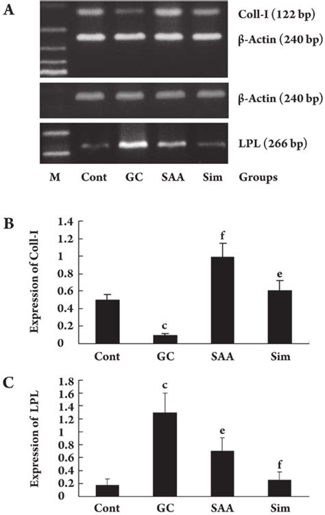 Effects Of Saa On The Coll I And Lpl Mrna Expression In Rmscs From