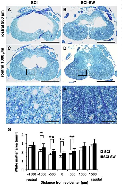 Figure From Low Energy Extracorporeal Shock Wave Therapy Promotes