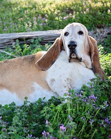 15 Fascinating Basset Hound Facts That Youll Love To Know