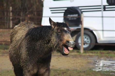 Donkey Behavior: The Ultimate Guide to Knowing Your Long-Eared Friends