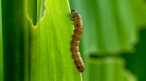 Insect Invasion Armyworms Are Coming For Lawns Fox News