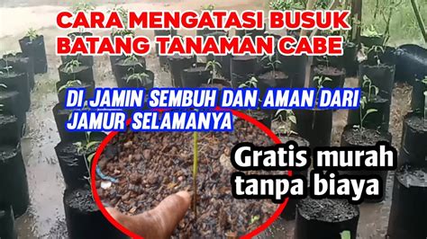 Cara Sederhana Mencegah Busuk Batang Tanaman Cabe Di Musim Hujan Youtube