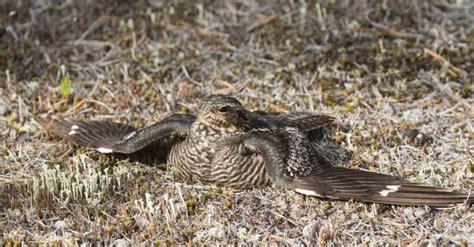 Meet The Common Nighthawk A Bird Known By The White Stripe On Its Wing