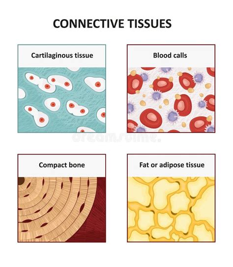 Connective Tissue Examples In The Human Body