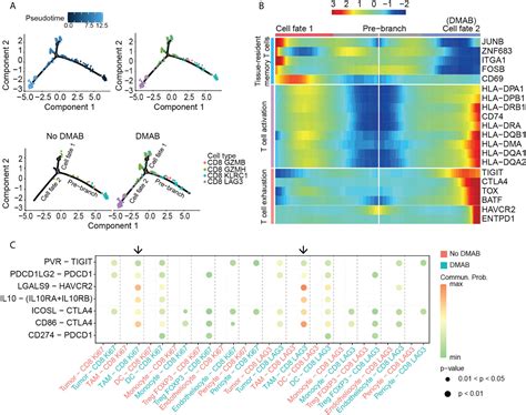 Frontiers Single Cell Transcriptome Analysis Reveals T Cell