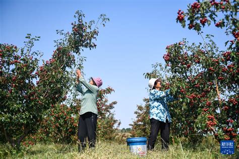 山东新泰：山楂种植助增收 光明网