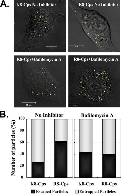 Escape Of K8 And R8 Modified DNA Coated Particles From Endocytic