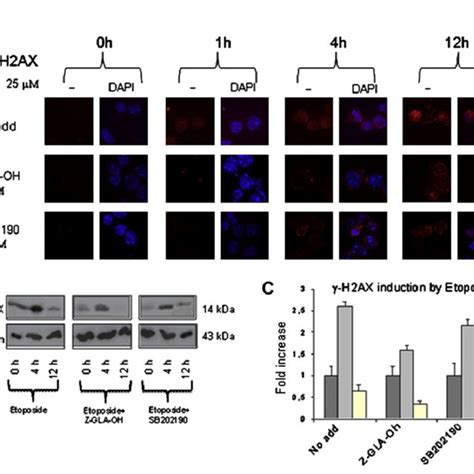 Inhibited Nuclear Accumulation Of Tppii Decreases Dna Damage Induced