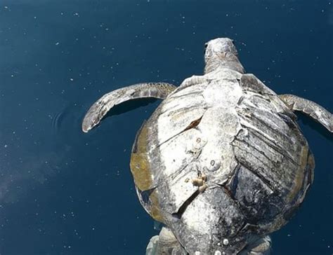 Hundreds Of Sea Turtles Found Dead Near El Salvador