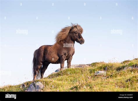 Shetland Pony Chestnut Stallion Standing Pasture Unst Shetlands Stock