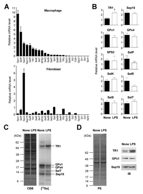 Profiling Of Selenoprotein Gene Expression In Macrophages A