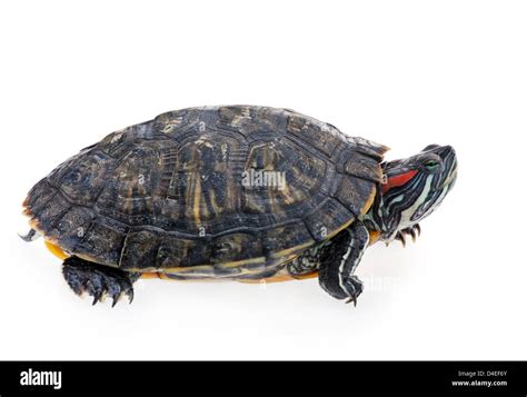 Red Eared Slider Isolated On White Stock Photo Alamy