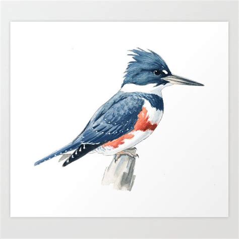 Belted Kingfisher Art Print By Todd Telander Kingfisher Art