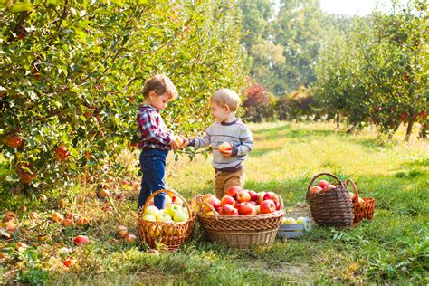 5 of the best farms for apple picking near New York City | Musement Blog