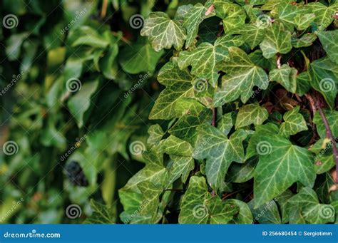 Many Ivy Leaves Cover The Wall Close Up Natural Plant Background Stock