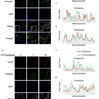 Cpp Increased The Protein Levels Of Cd And Cdh In Hdfs In Vivo A