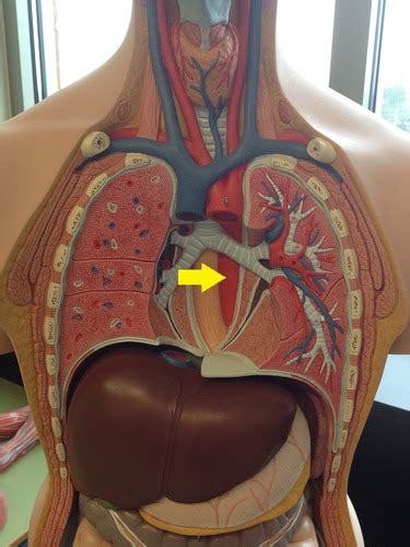 Lab Practical Anatomy And Physiology Flashcards Quizlet