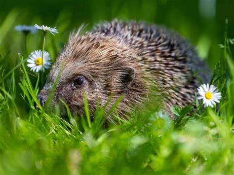 Find Us At New Forest Wildlife Park