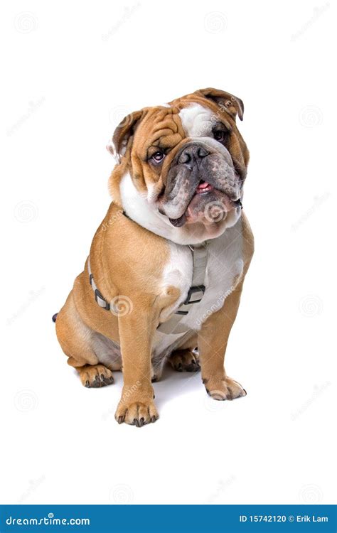 English Bulldog Stock Photo Image Of Purebred Adult 15742120