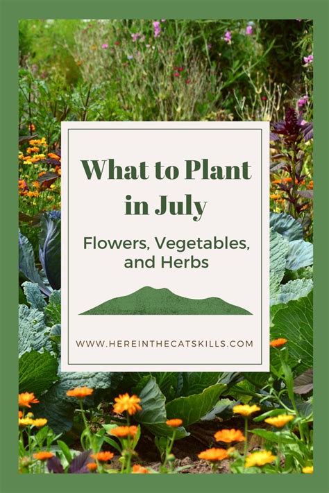 What To Plant In July Flowers Vegetables Herbs And Other Plants To