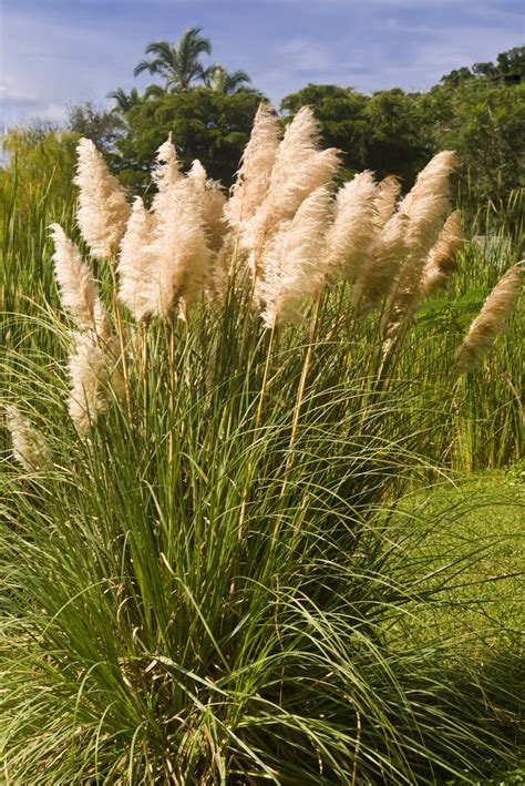 Herbe De La Pampa Planter Et Cultiver Ooreka