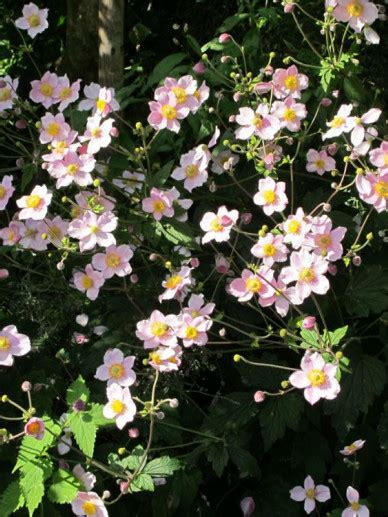 Anemone Tomentosa Robustissima Herfstanemoon Bloemenpark Appeltern