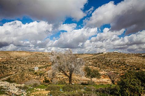 Palestina Internacional Broadcast On Twitter Un Almendro Florece