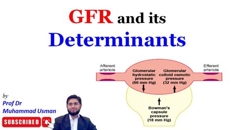 Glomerular Filtration Rate Gfr Determinants Of Gfr Renal